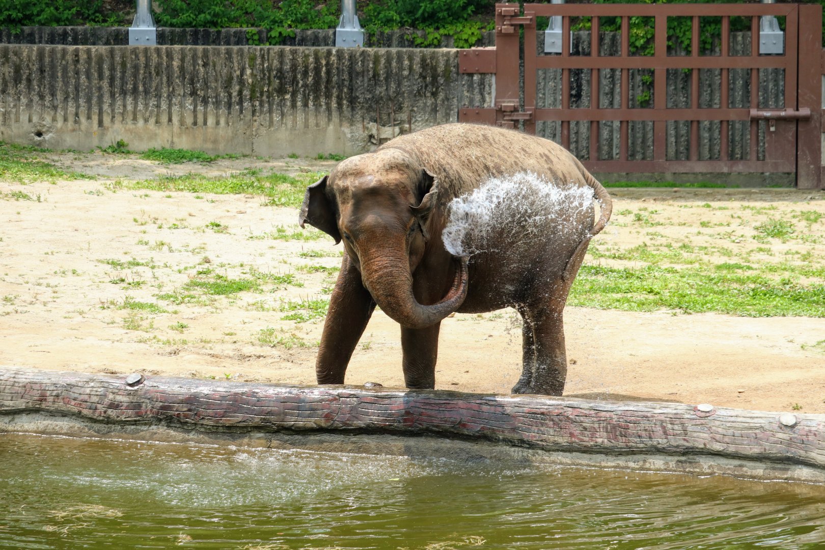 Asian Elephant