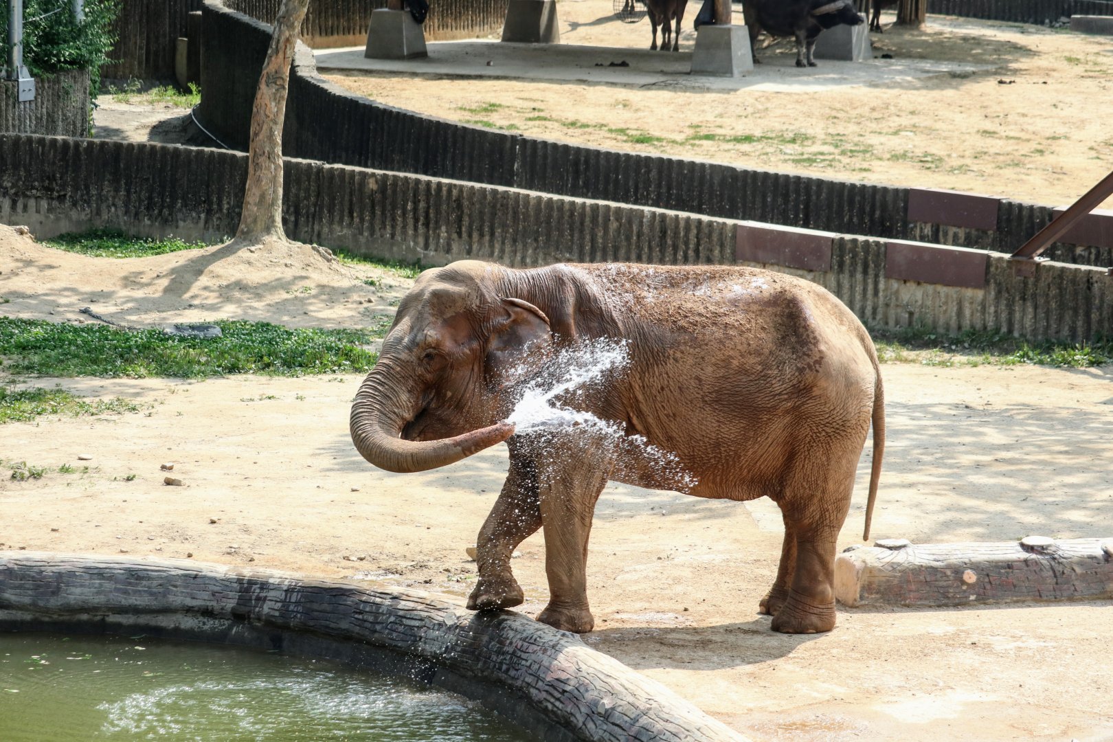 Asian Elephant