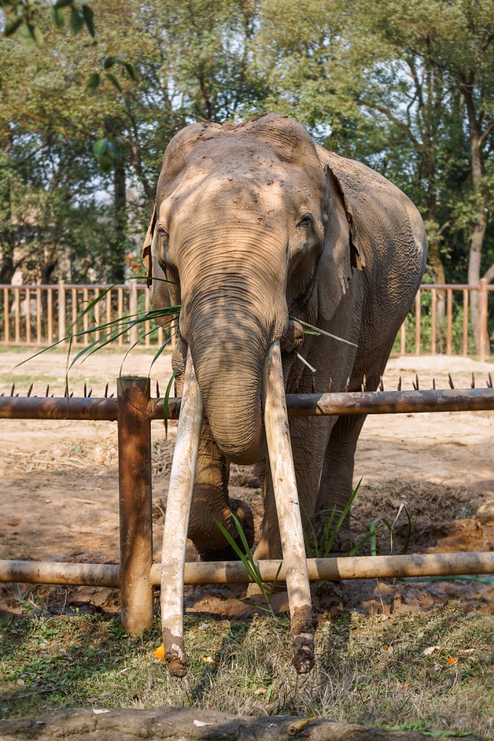 Asian elephant