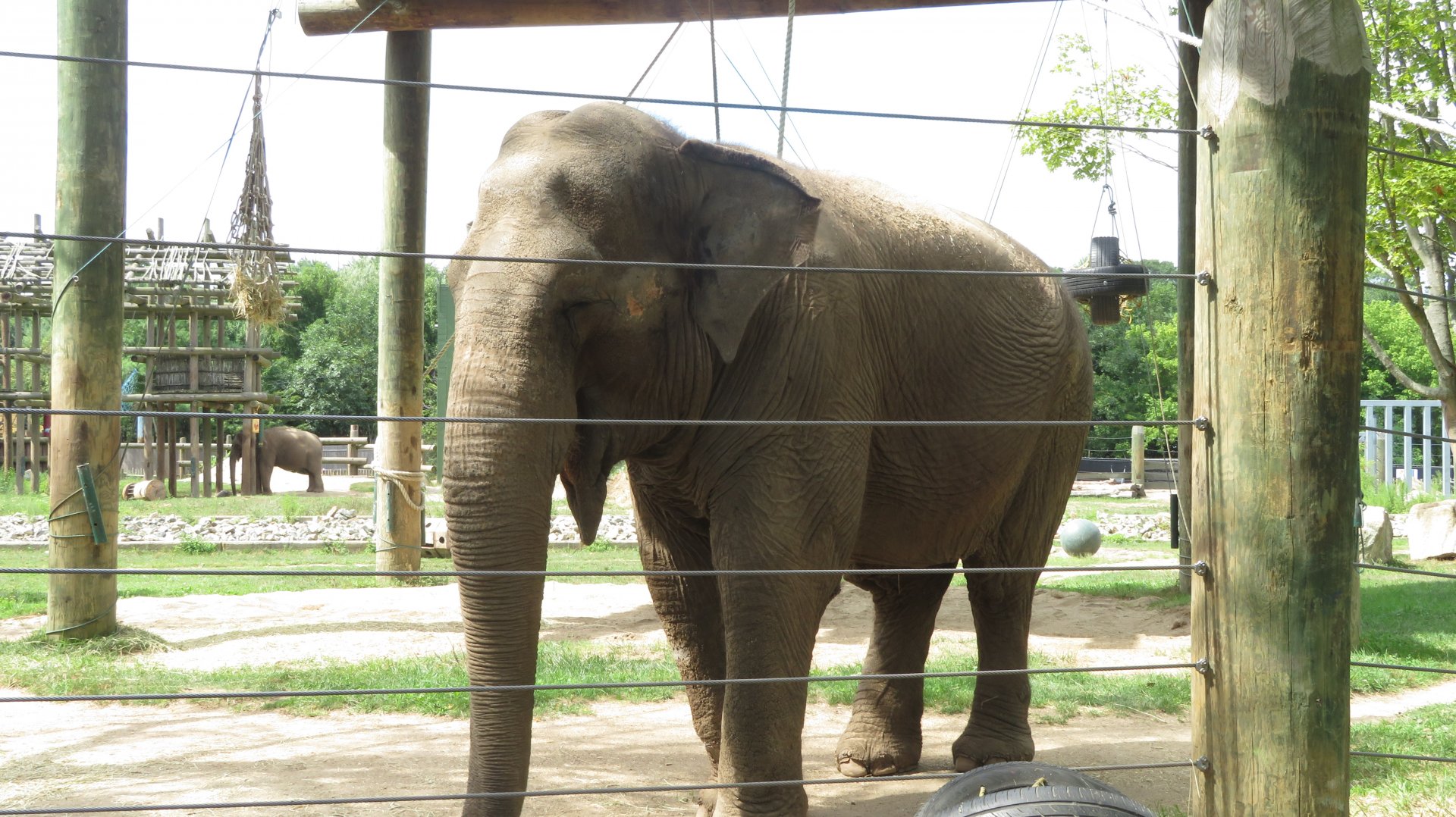 Asian Elephant