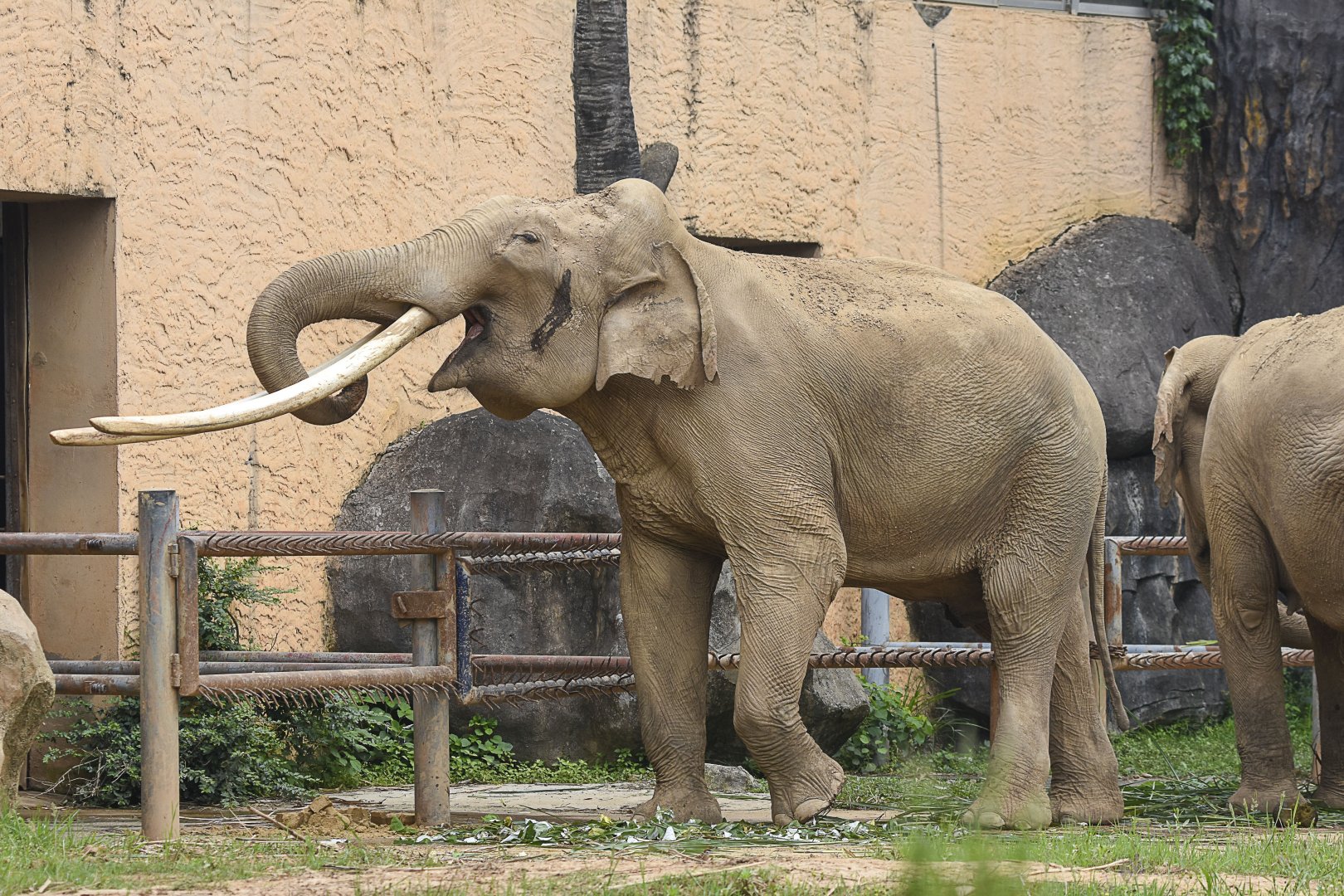 Asian elephant