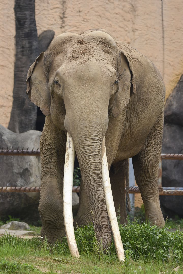 Asian elephant
