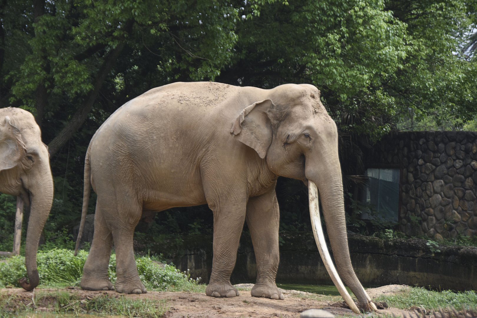 Asian elephant