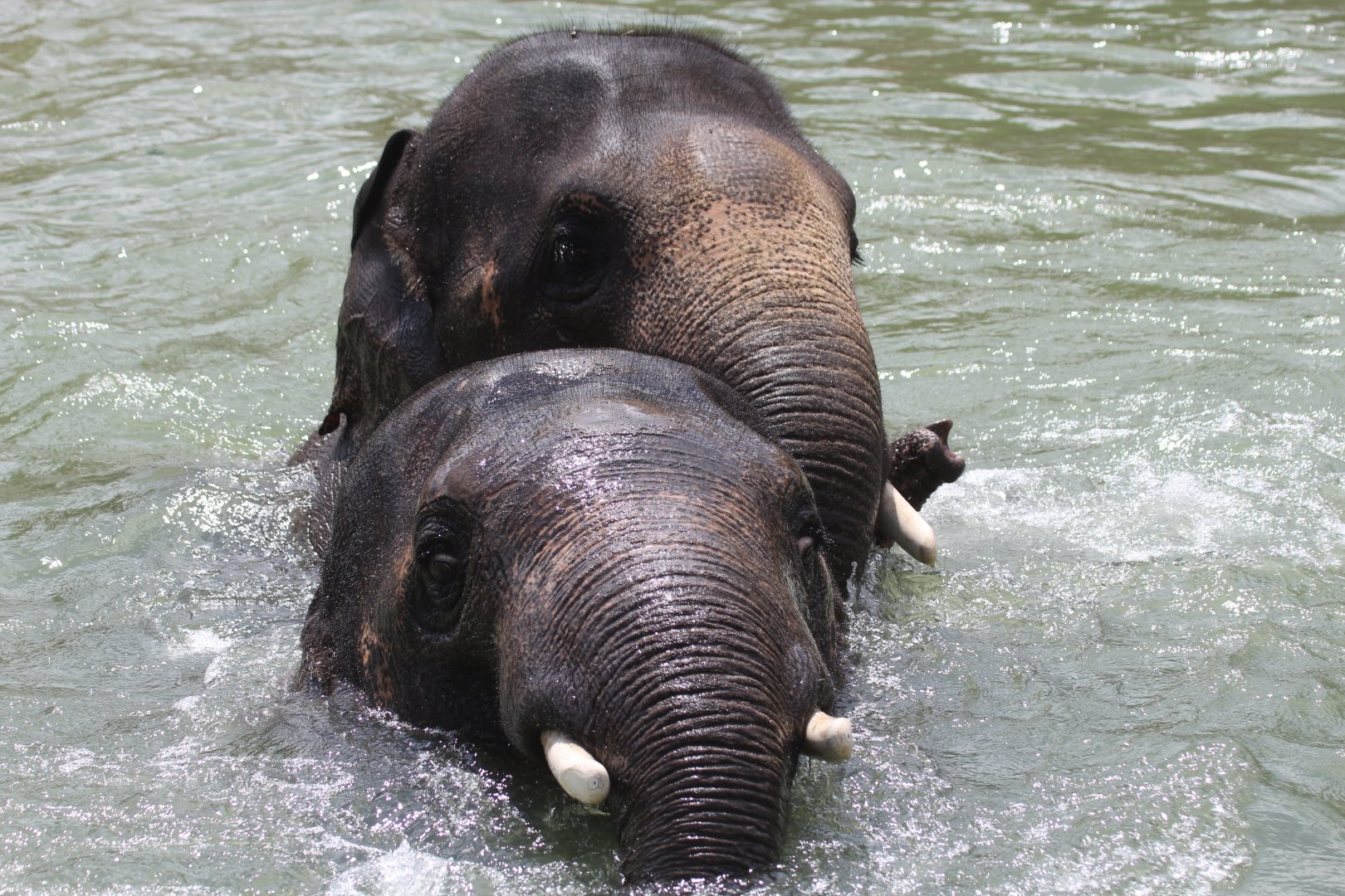 Asian Elephant