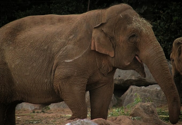 Asian Elephant