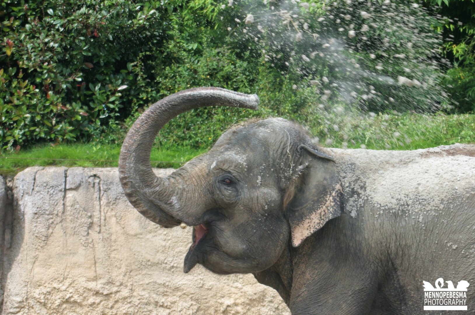 Asian elephant