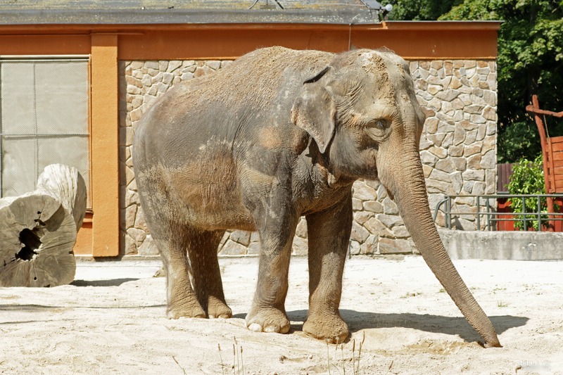 Asian Elephant
