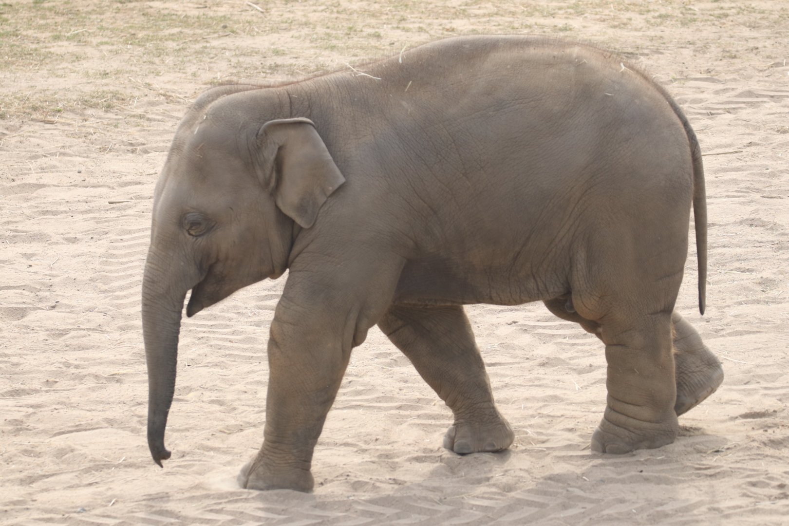 Asian elephant