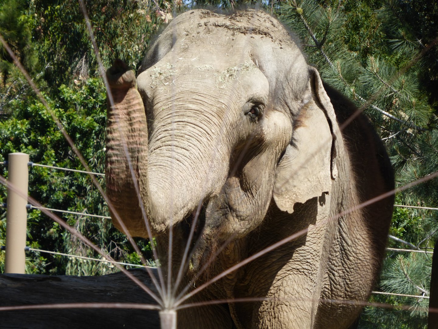 Asian elephant