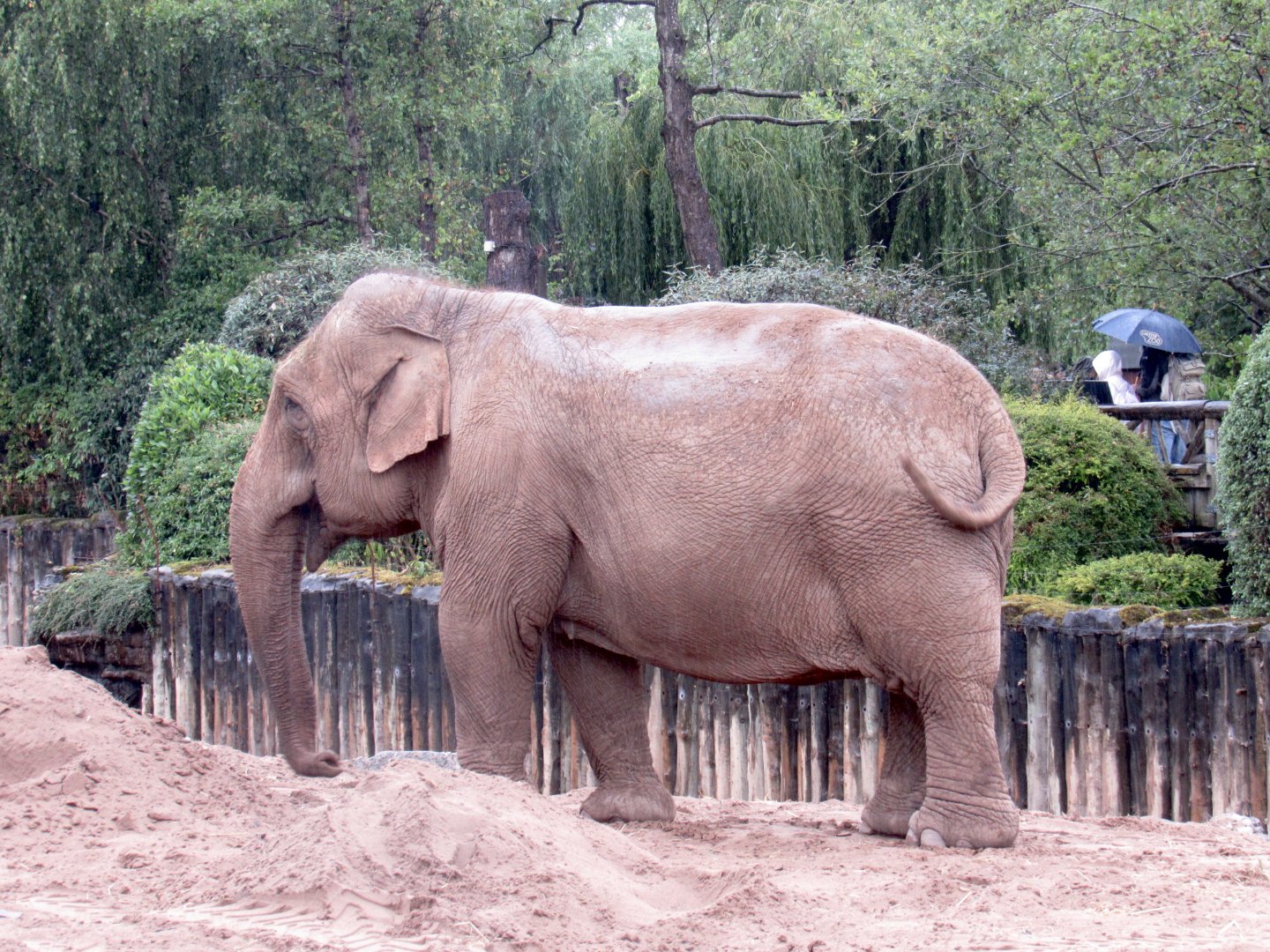 Asian Elephant
