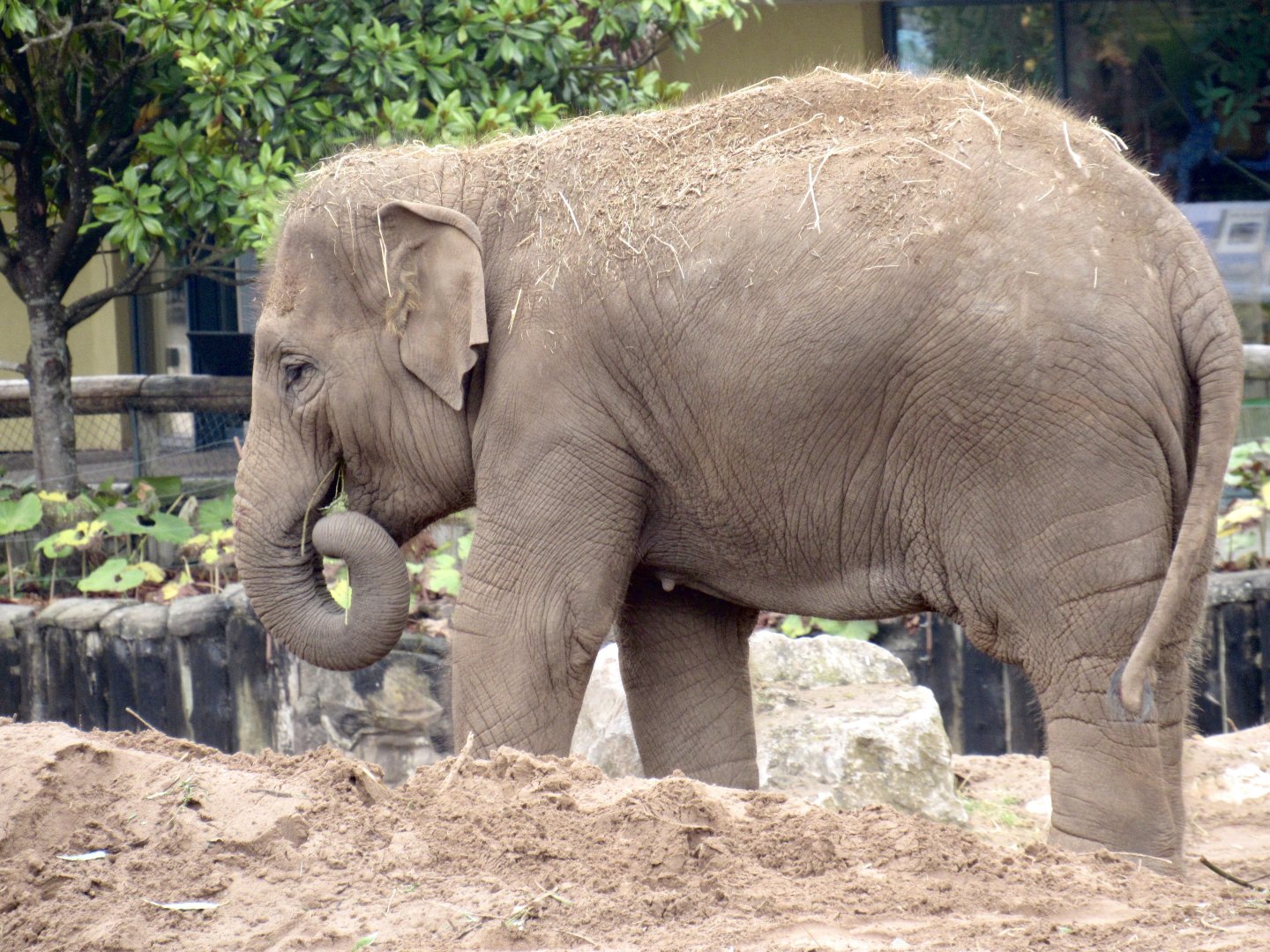 Asian Elephant