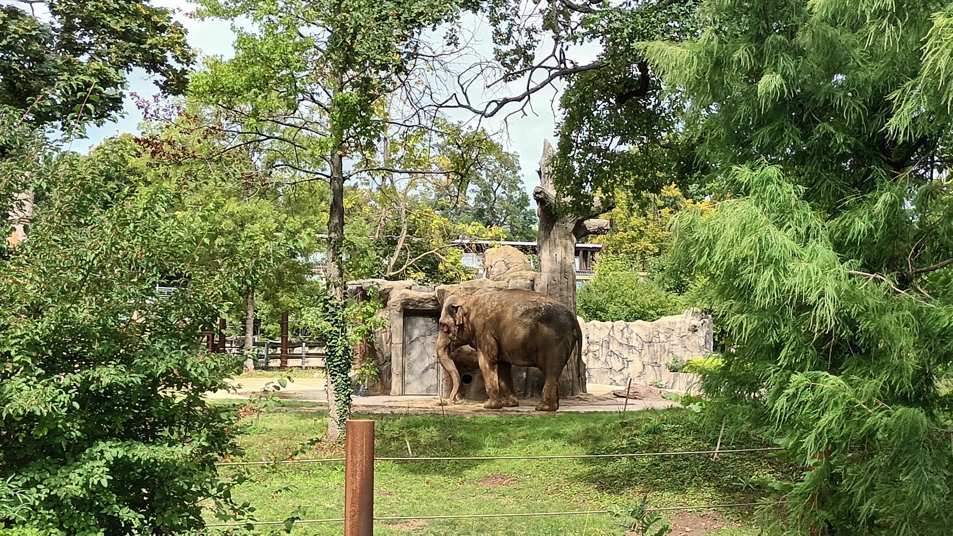 Asian Elephant