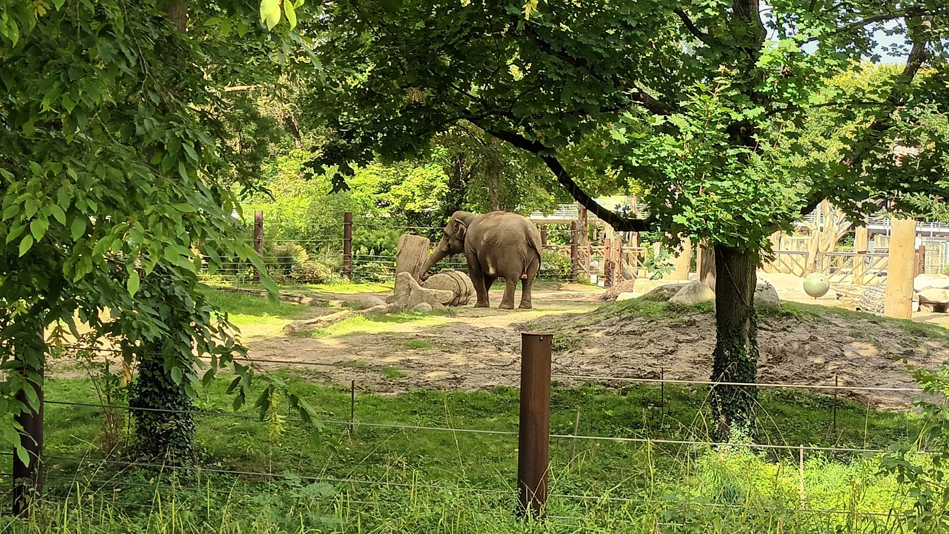 Asian Elephant