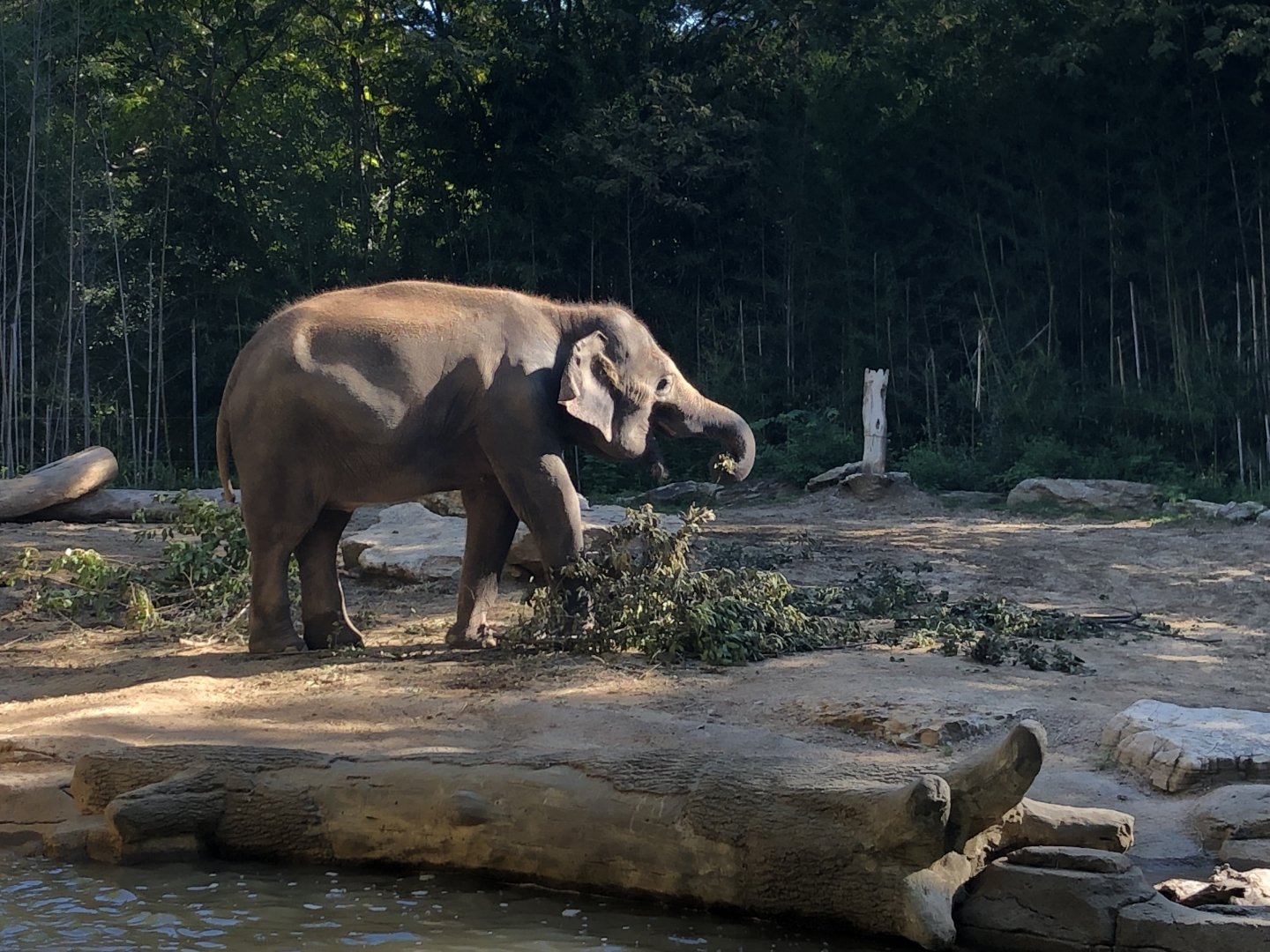Asian Elephant