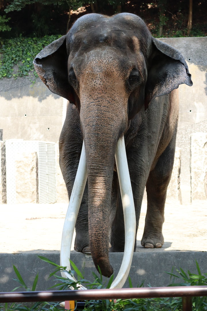 Asian Elephant