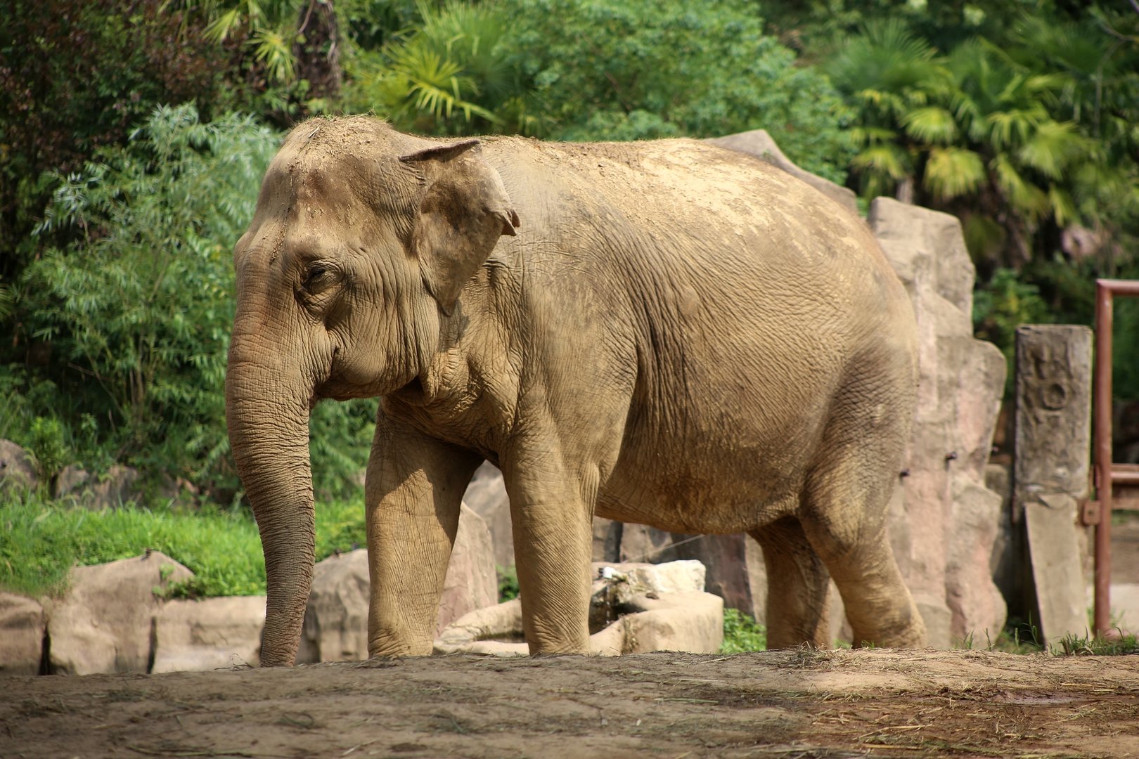 Asian Elephant