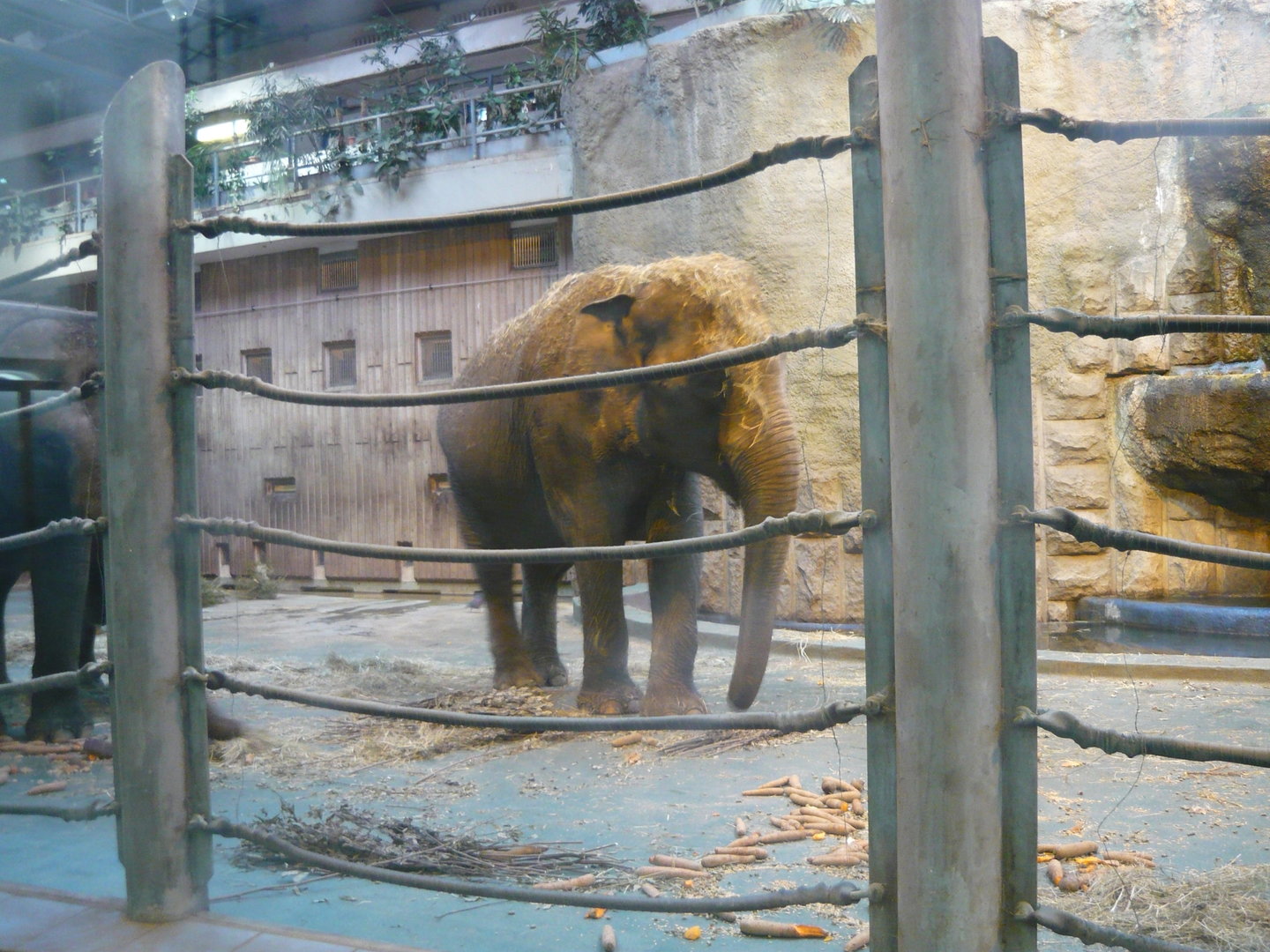 Asian elephant