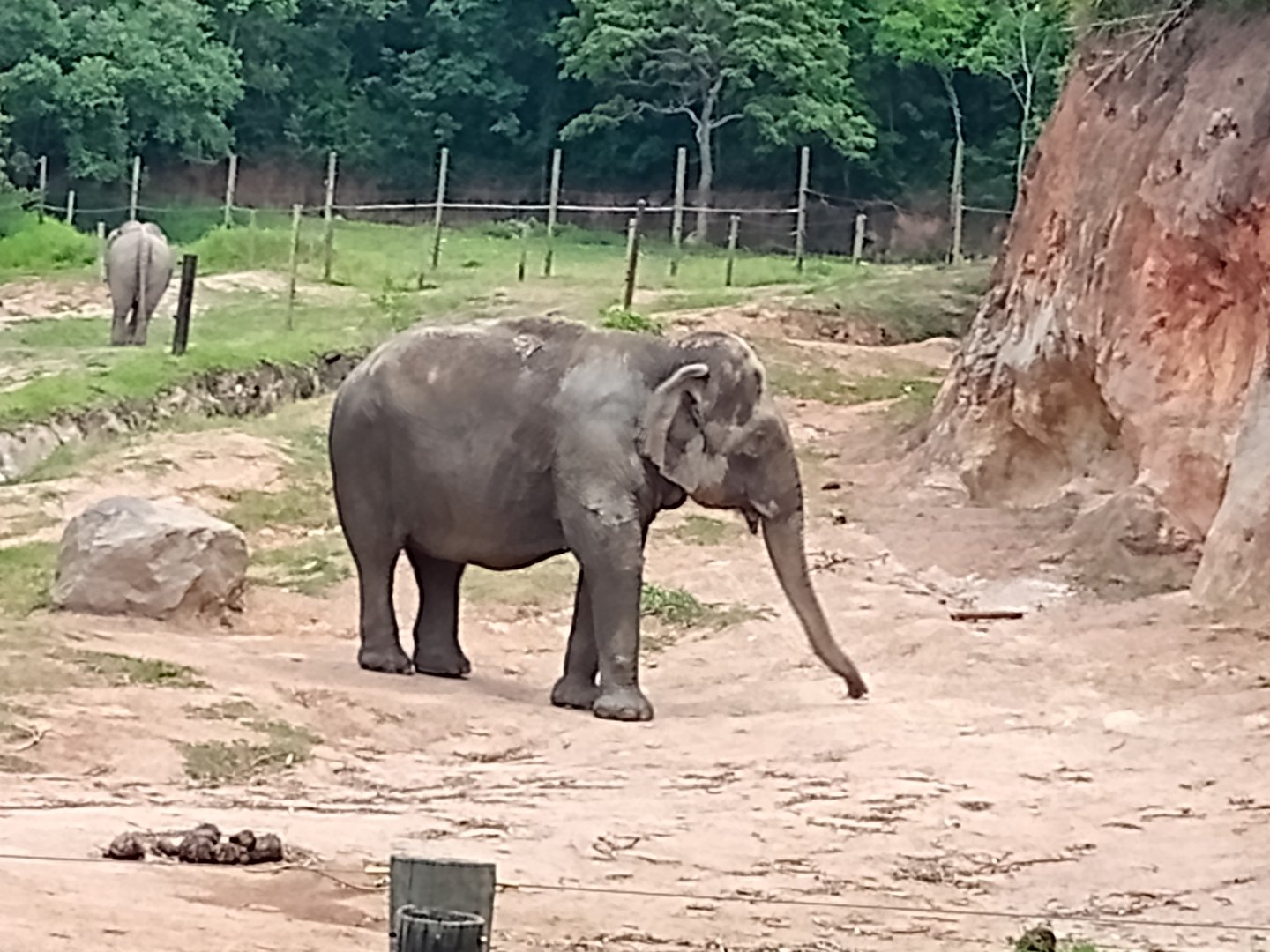 Asian elephant