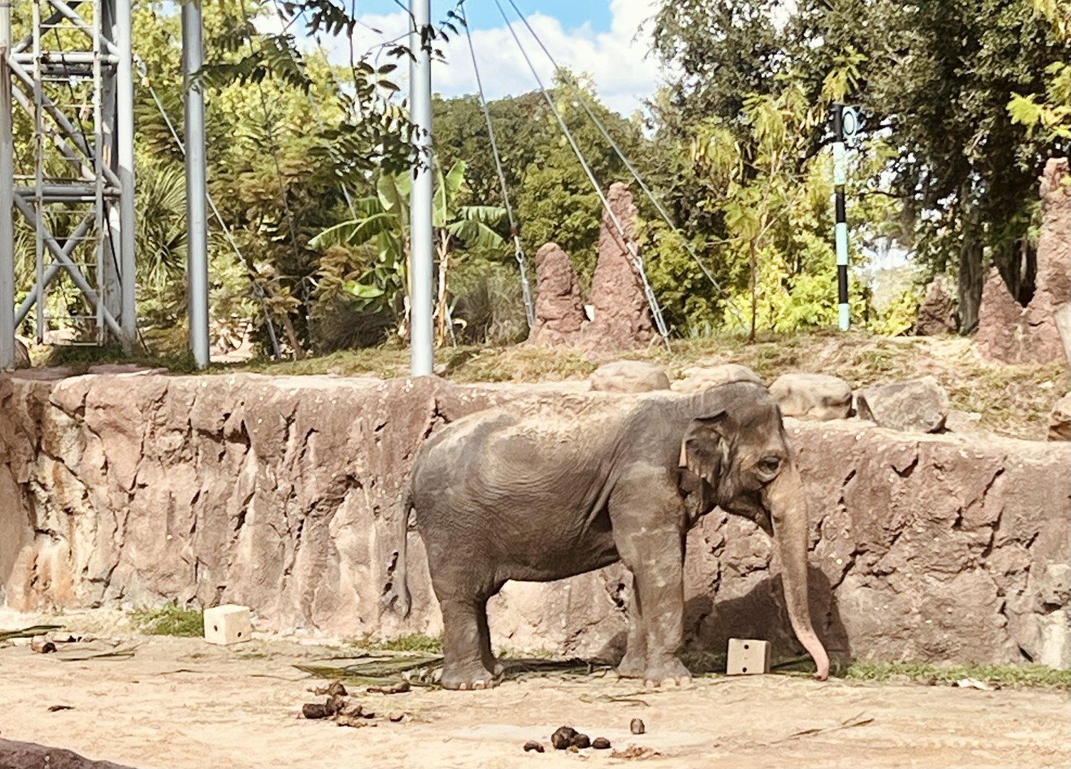 Asian Elephant