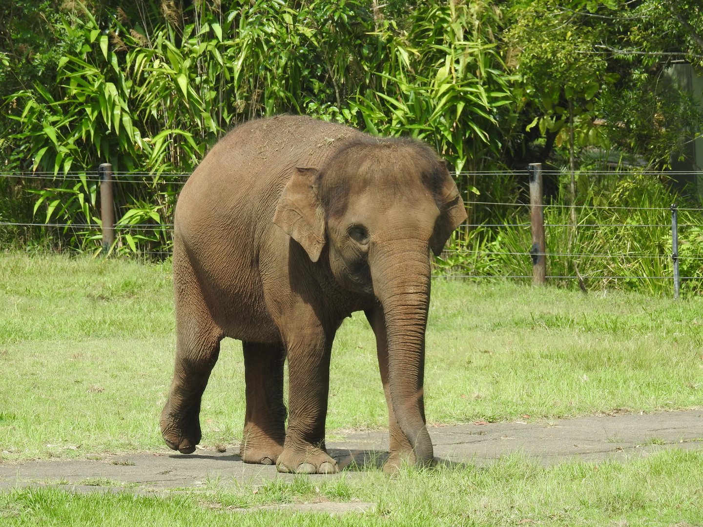 Asian Elephant