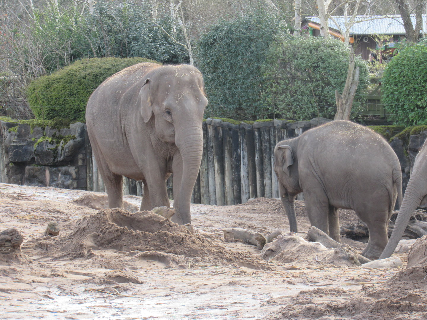 Asian Elephant