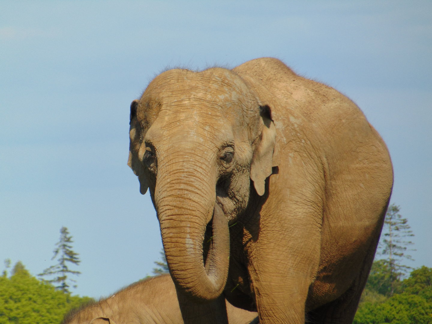 Asian Elephant