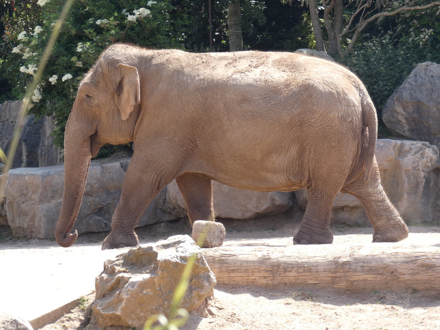 Asian elephant