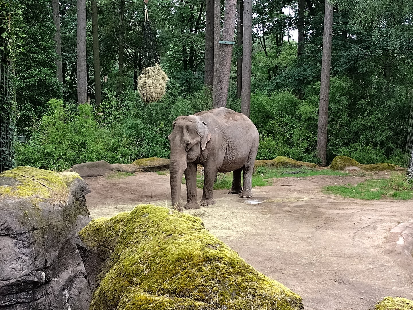 Asian elephant