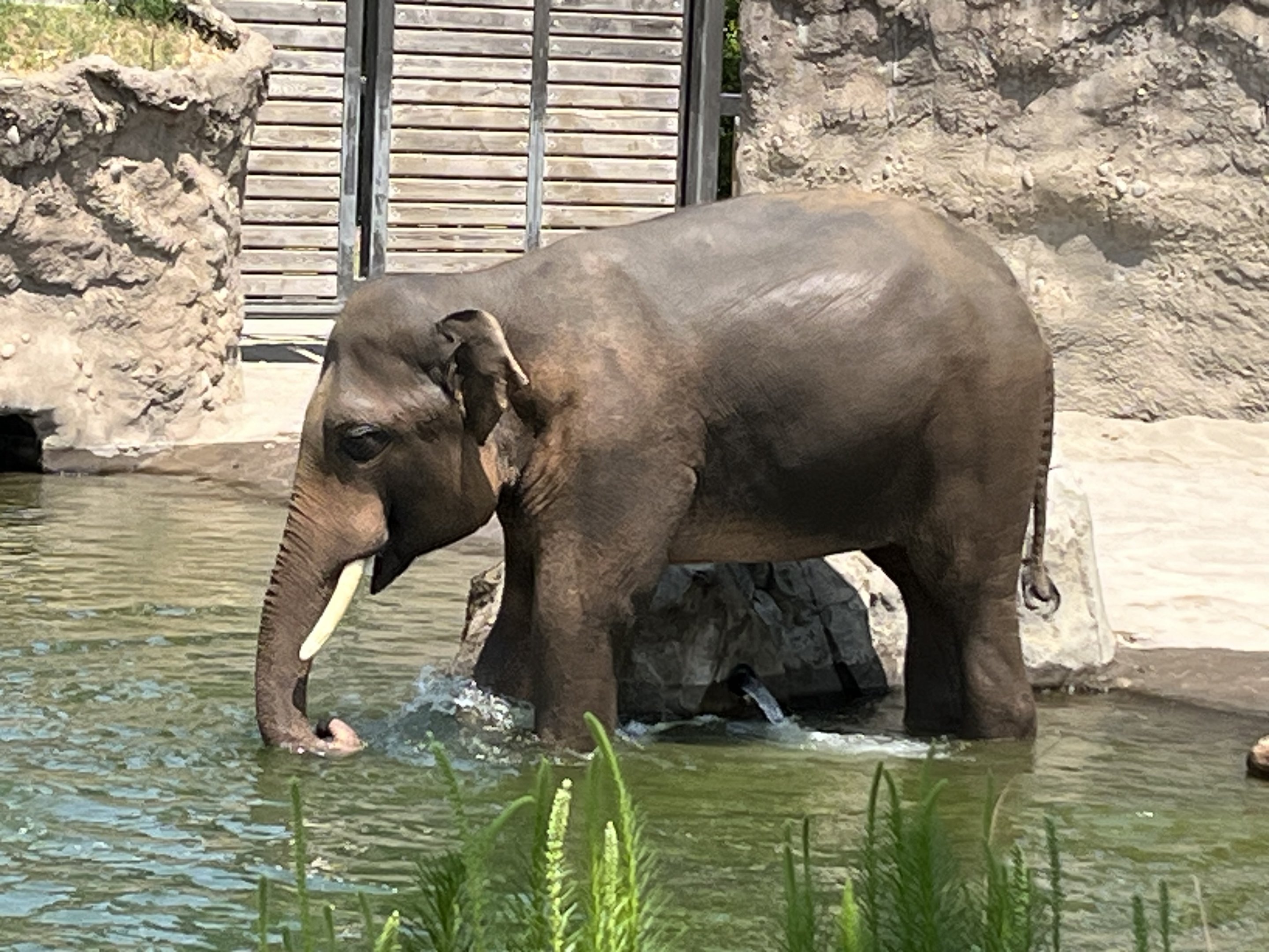 Asian Elephant