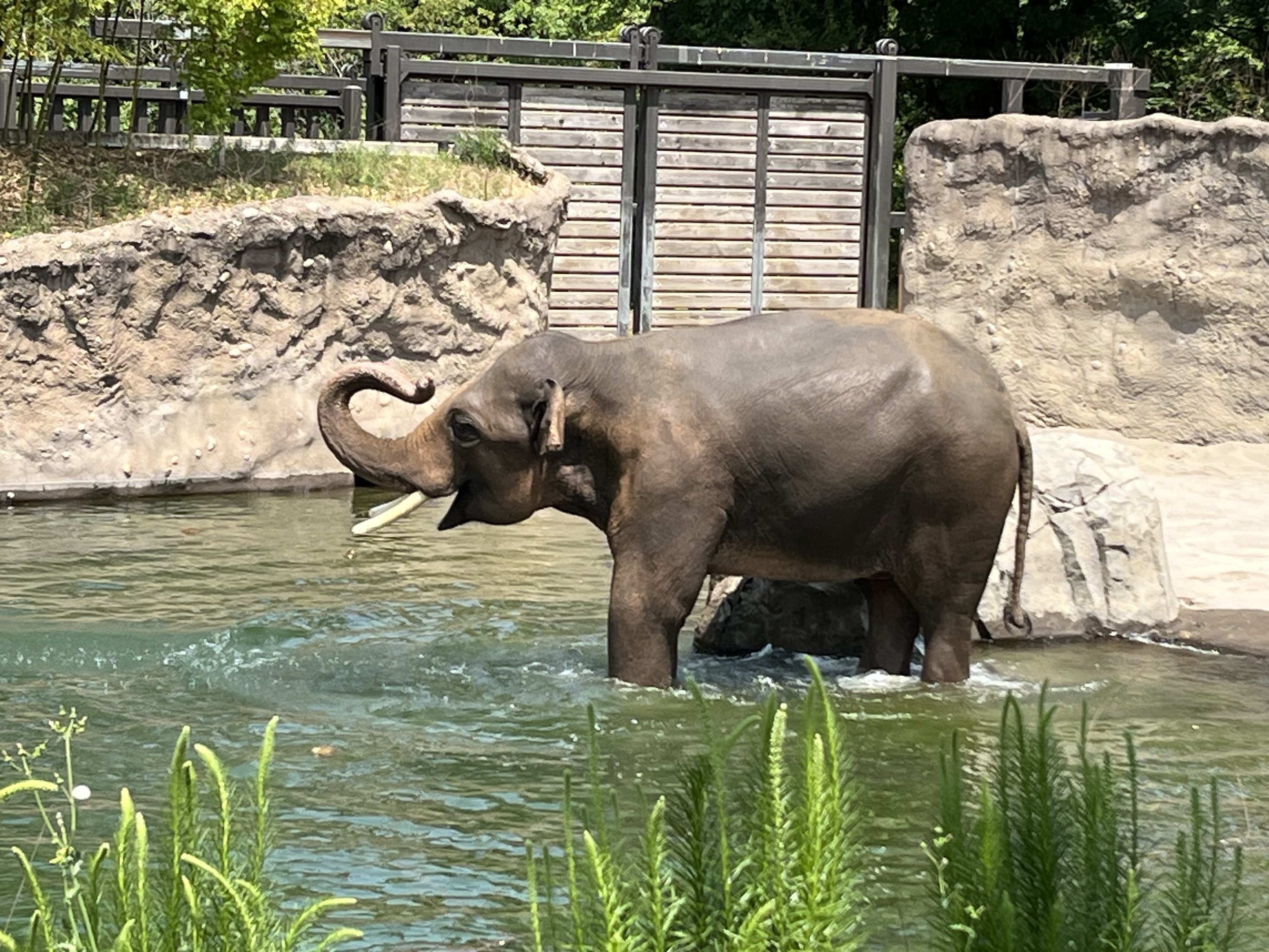 Asian Elephant
