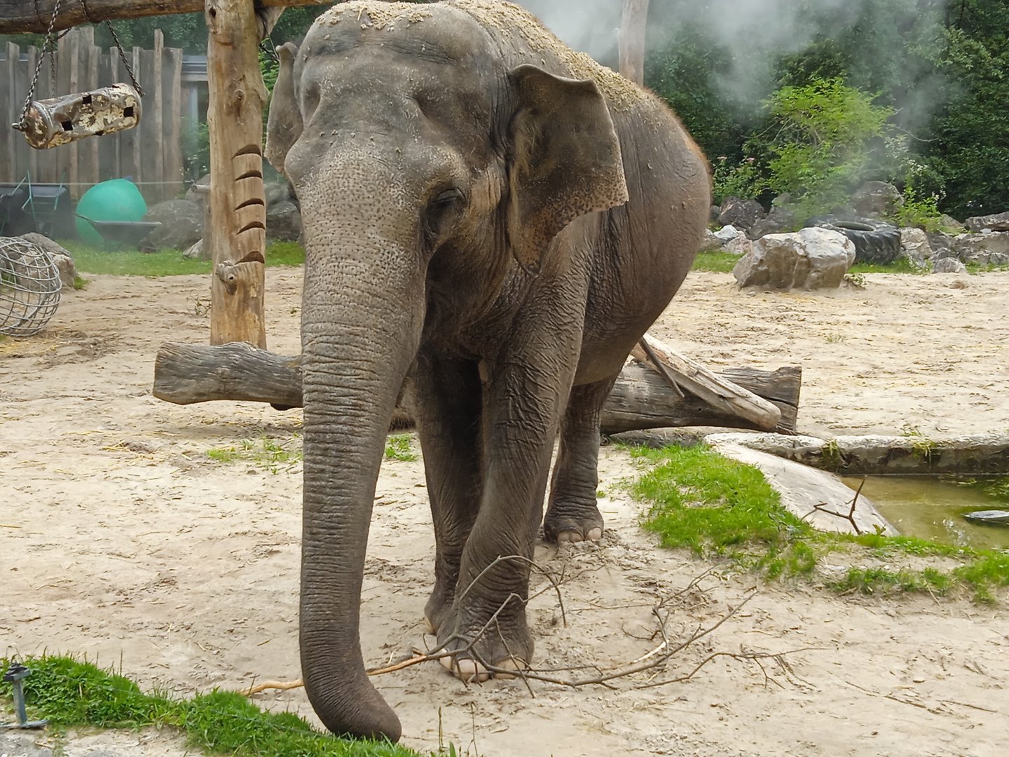 Asian elephant