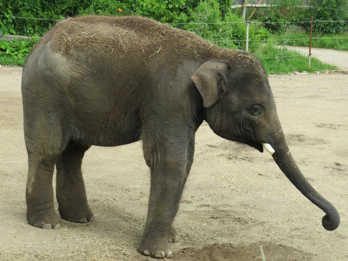Asian elephant