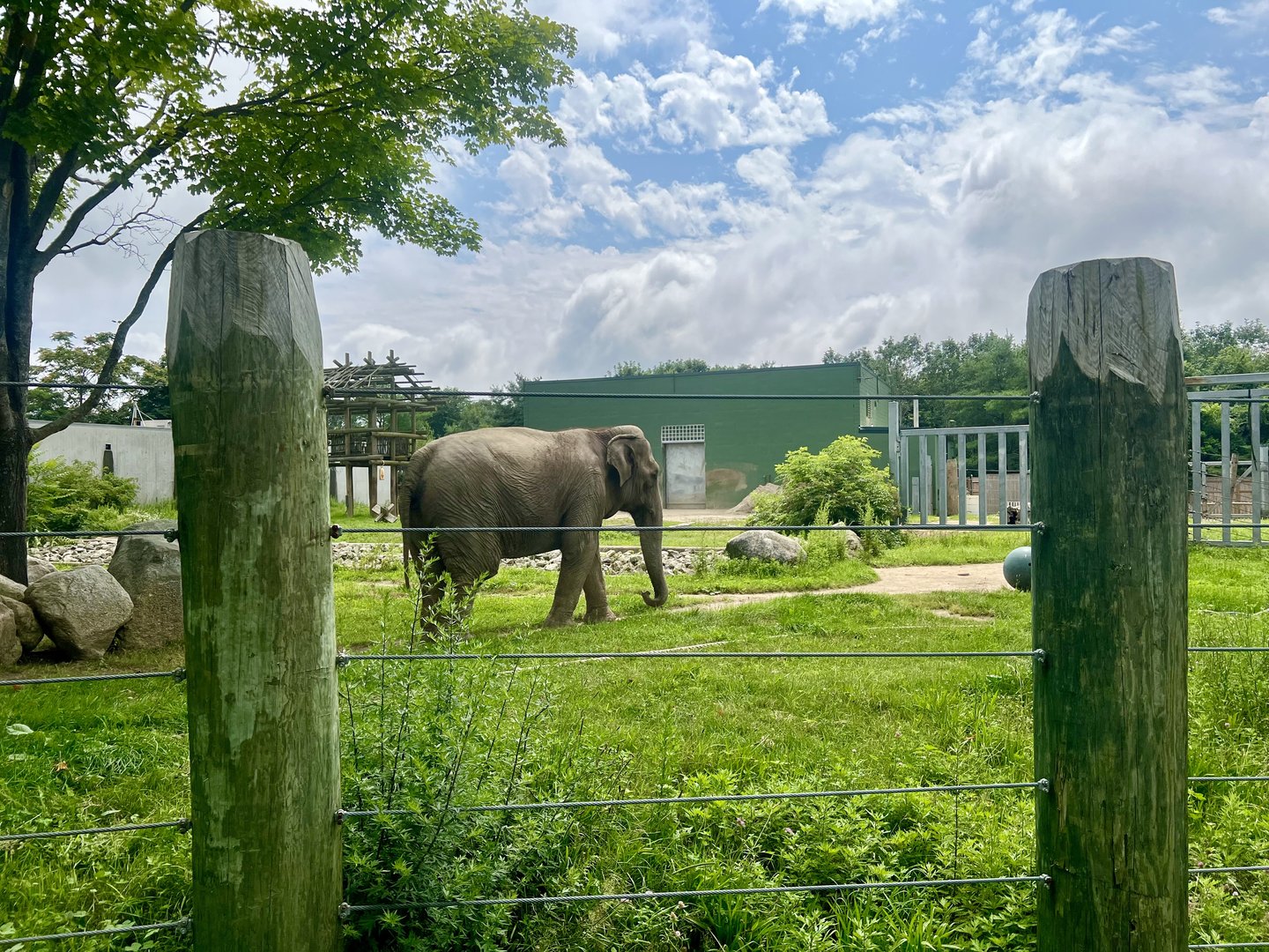 Asian Elephant