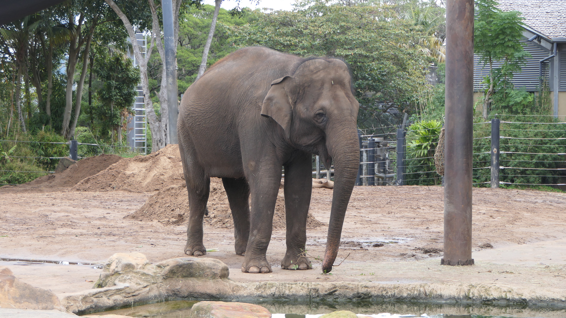 Asian Elephant