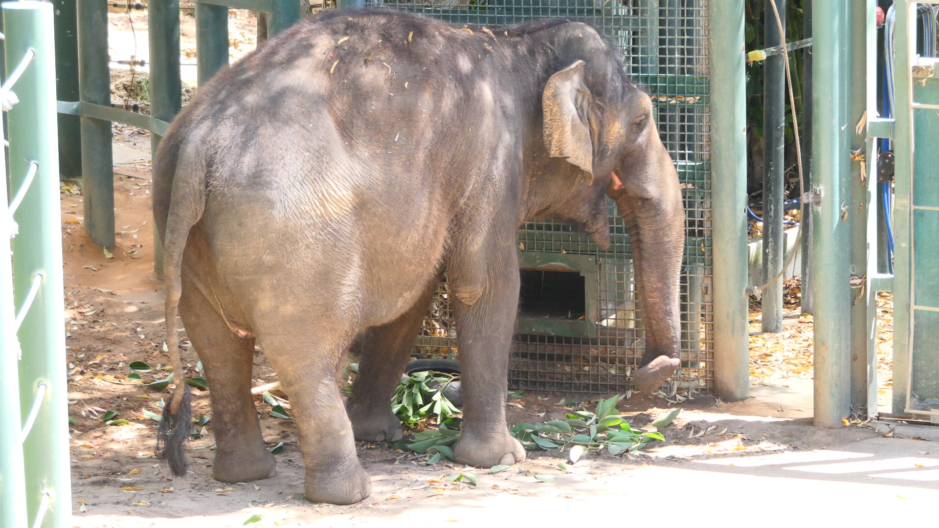 Asian Elephant