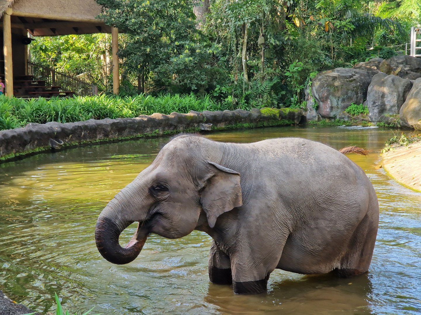 Asian Elephant