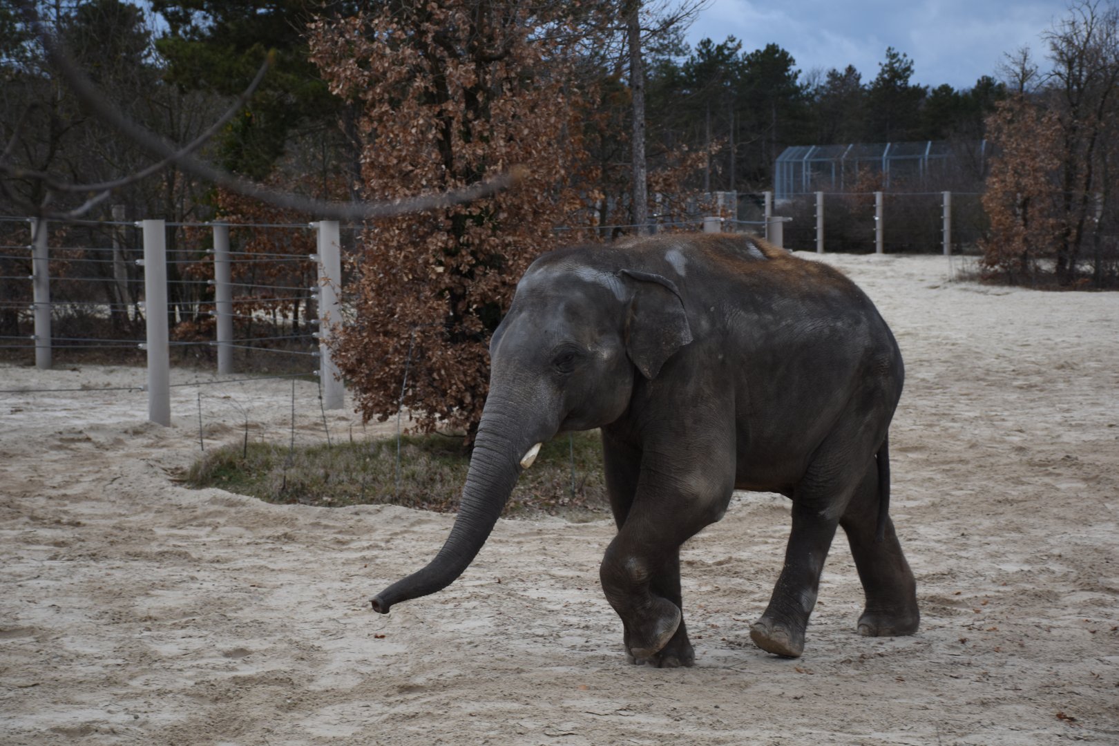Asian elephant