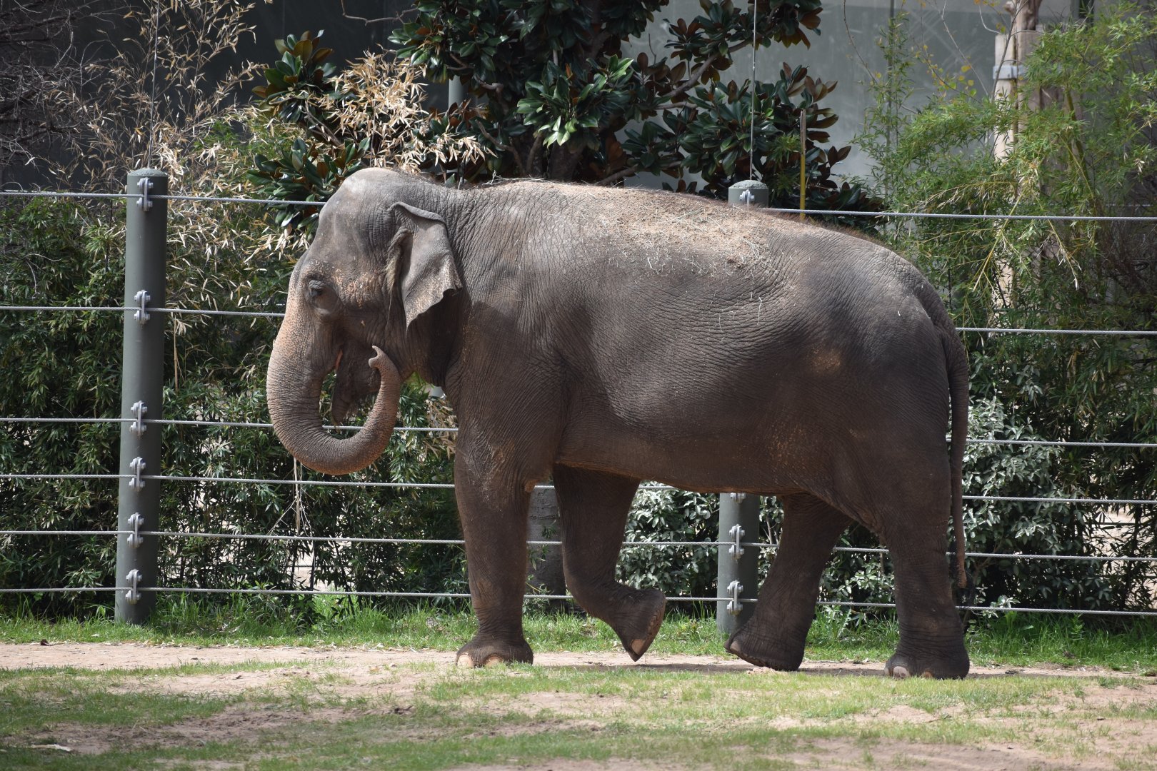 Asian Elephant