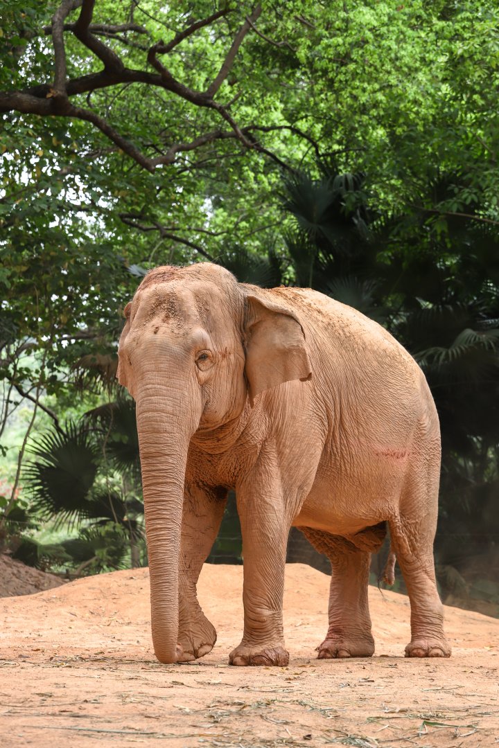 Asian elephant
