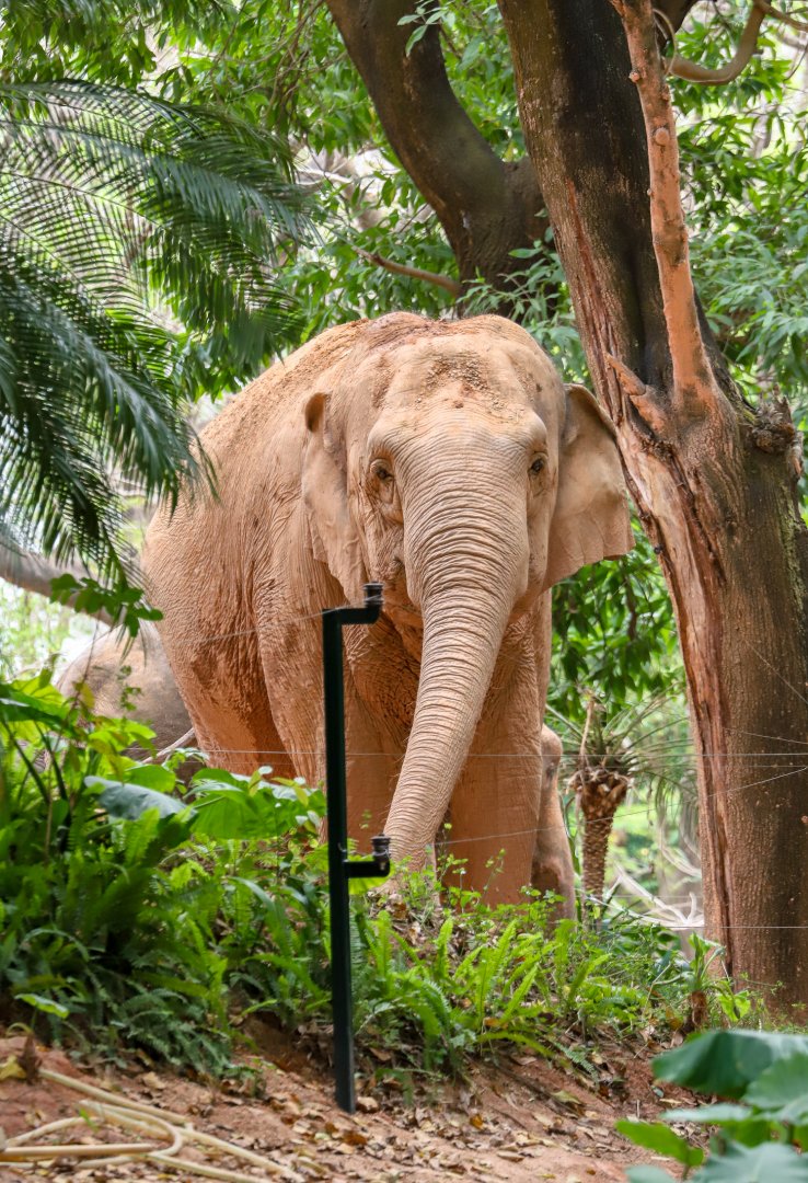 Asian elephant