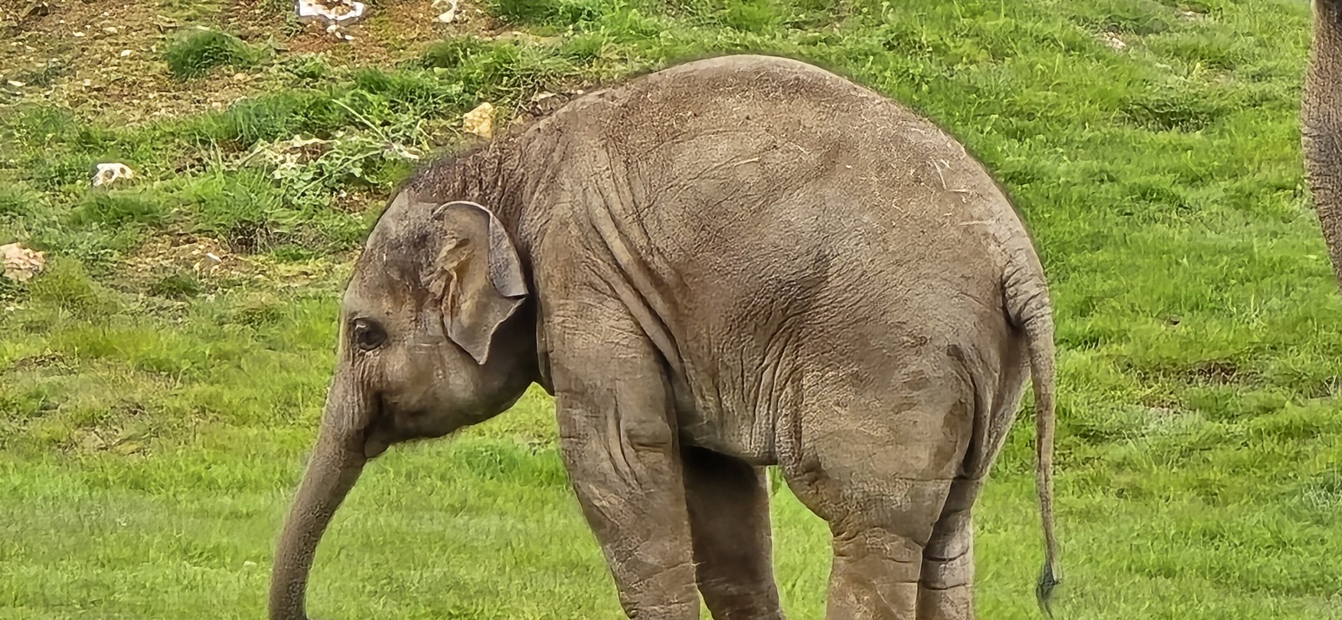 Asian elephant