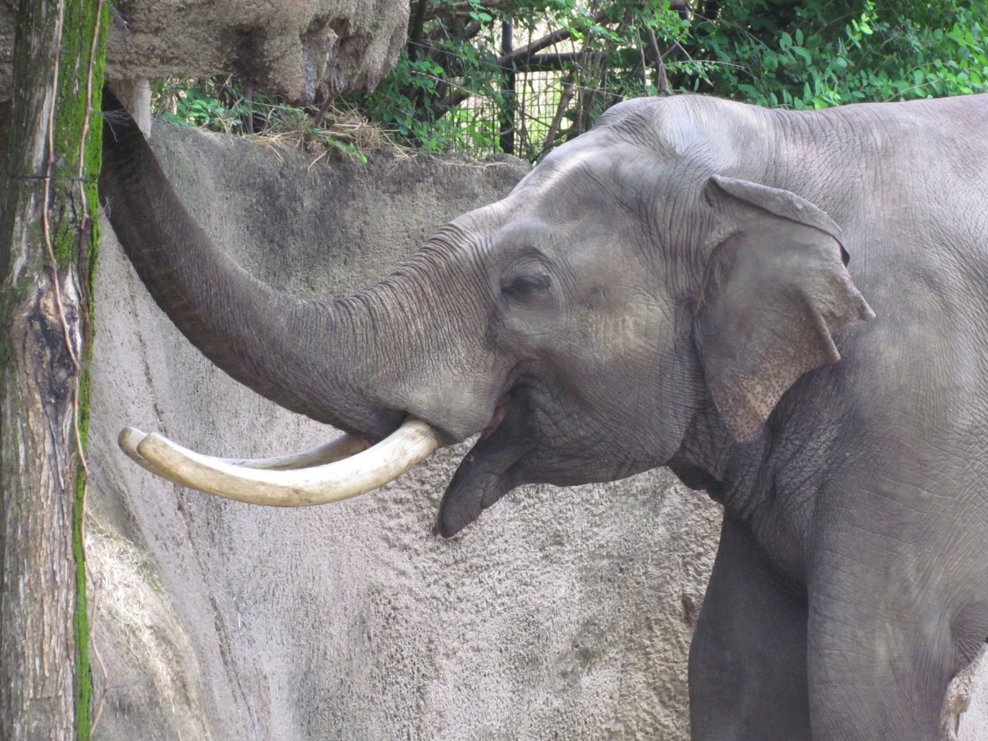 Asian Elephant