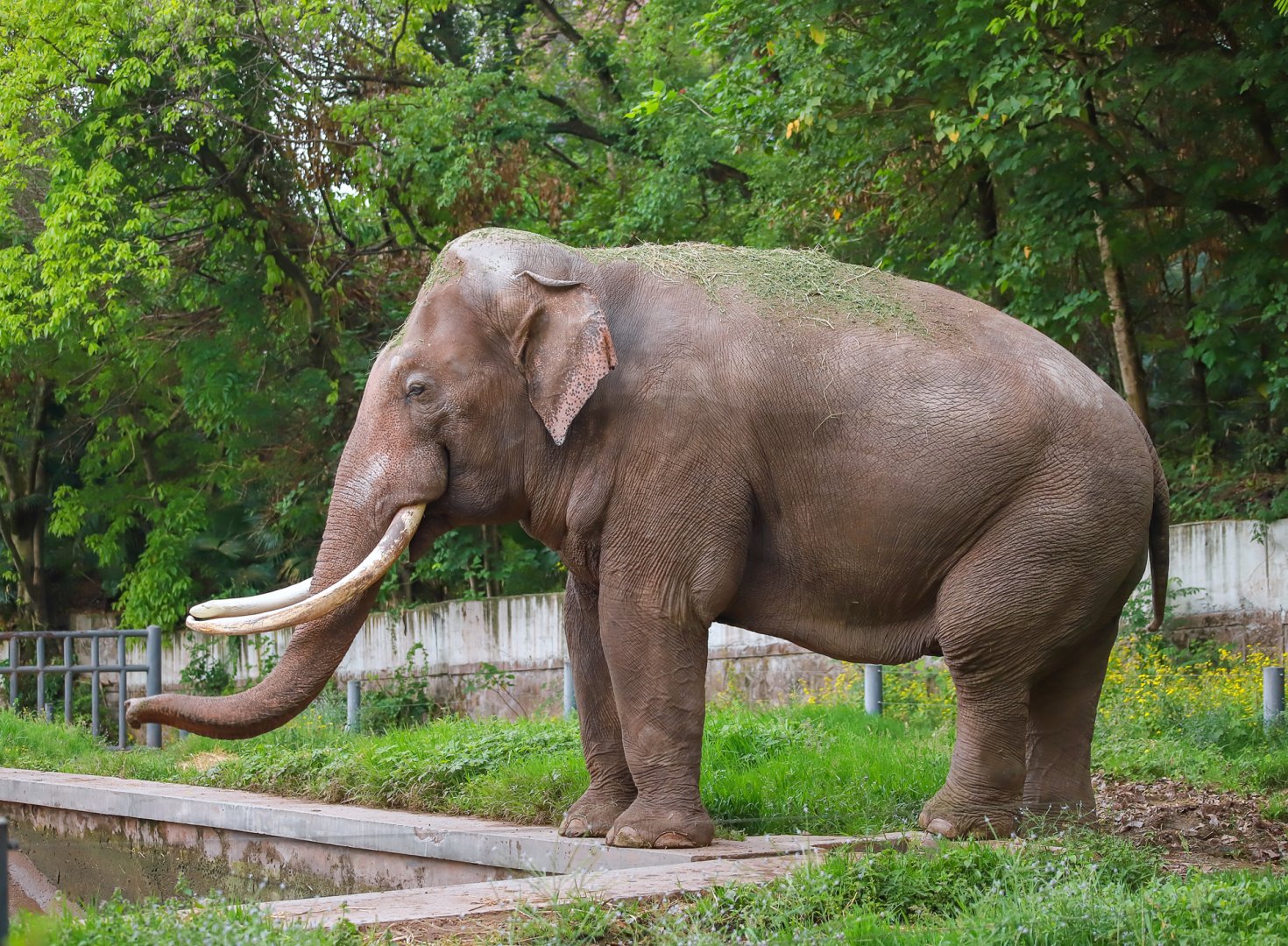 Asian elephant