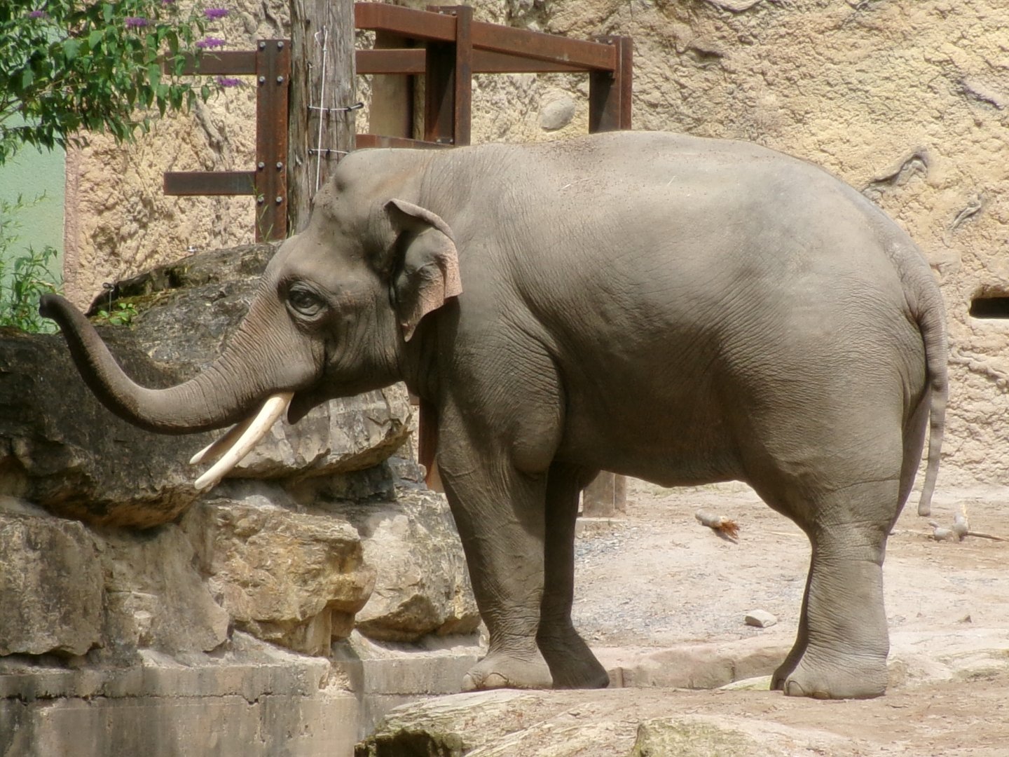 Asian elephant