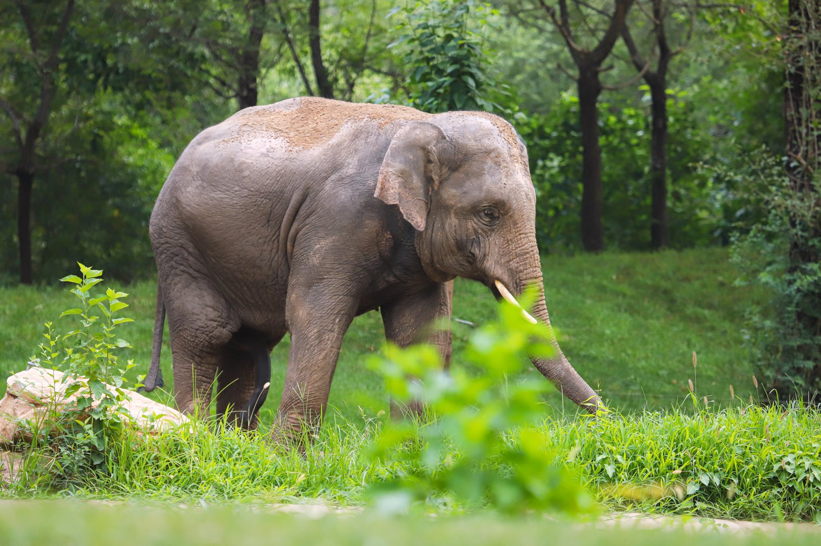 Asian elephant