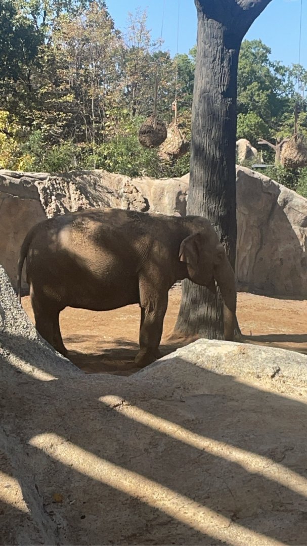 Asian Elephant