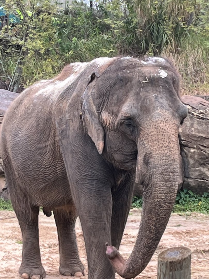 Asian Elephant