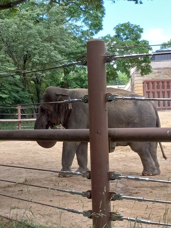 Asian Elephant
