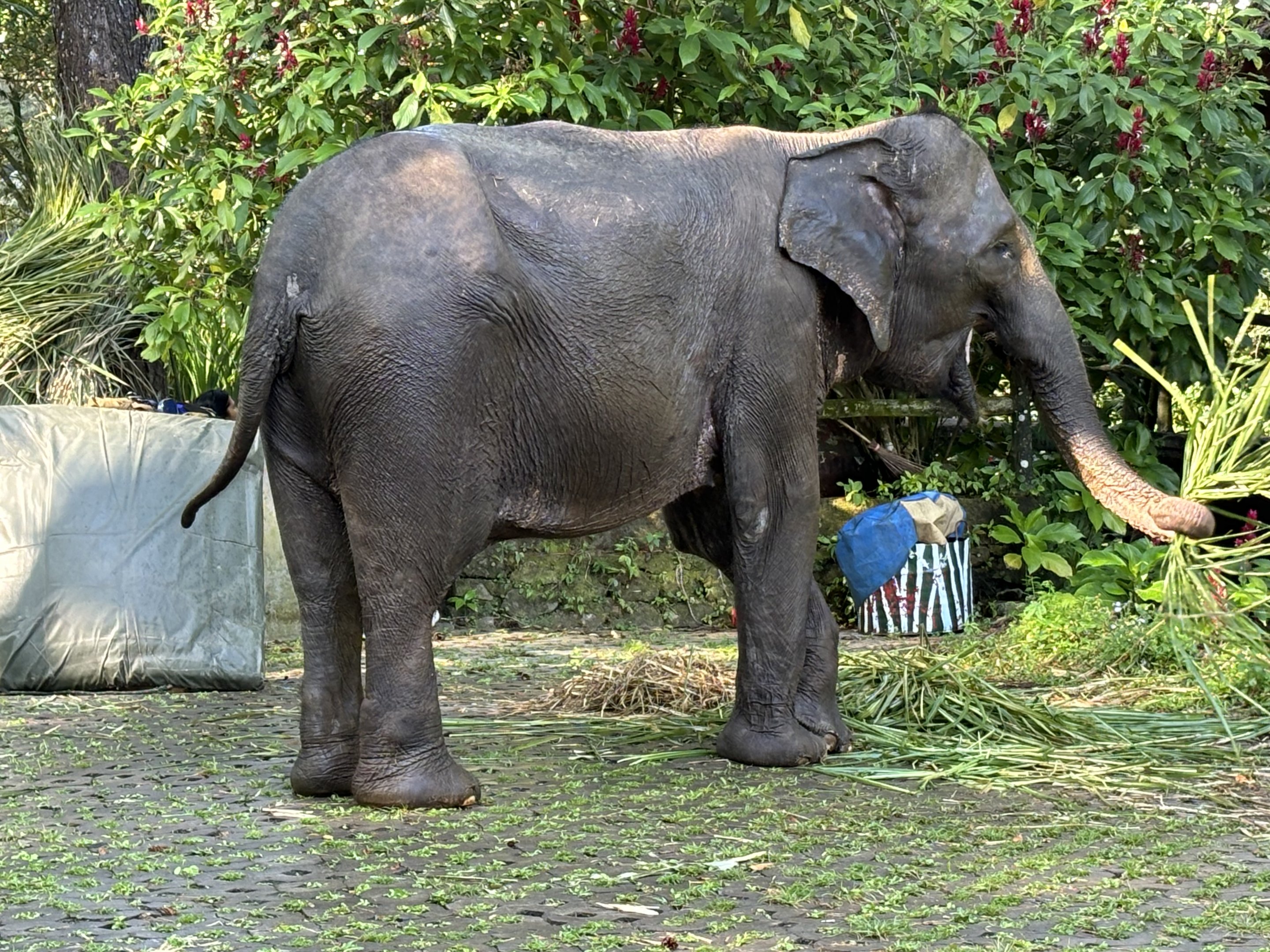 Asian Elephant