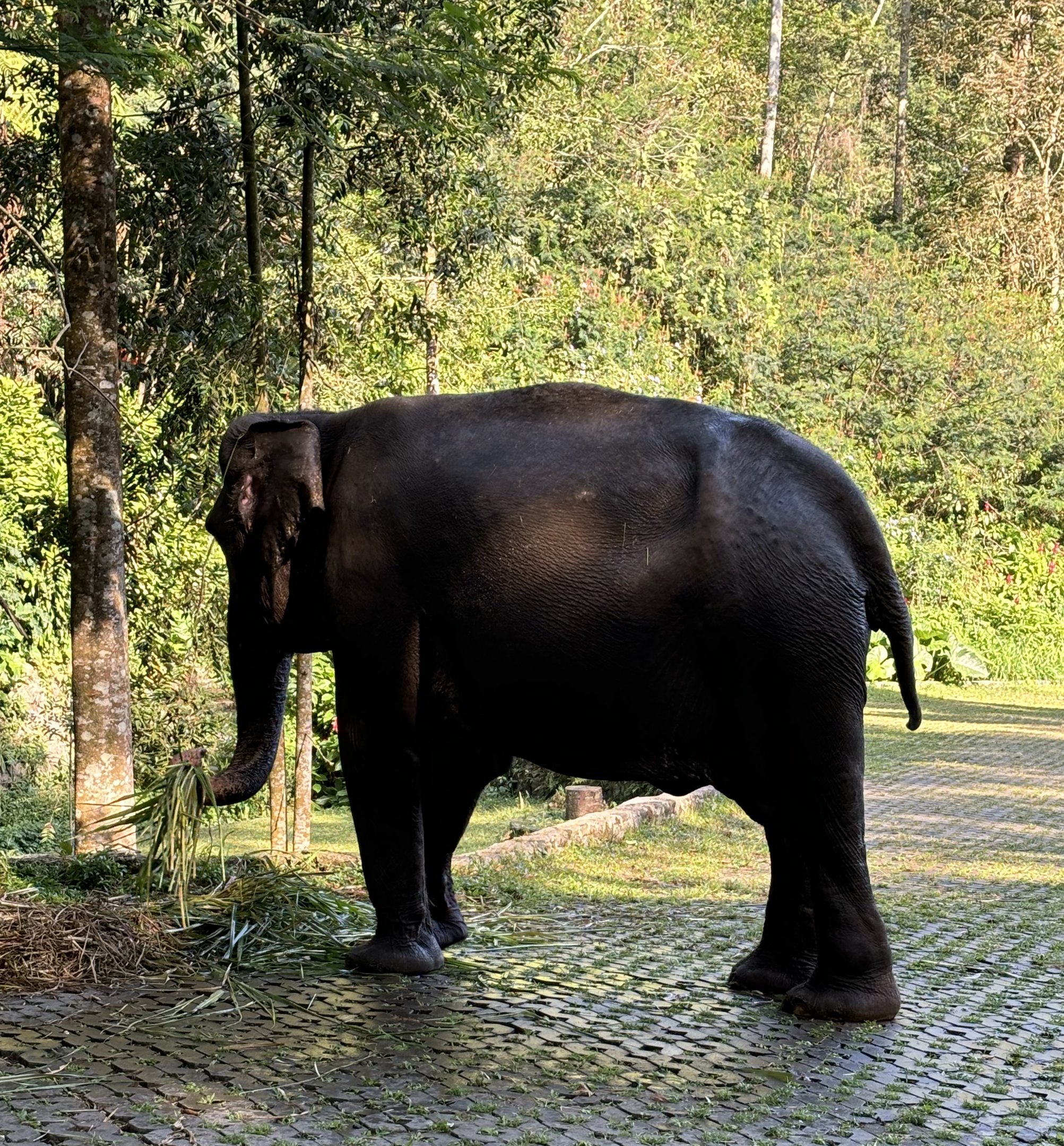 Asian Elephant
